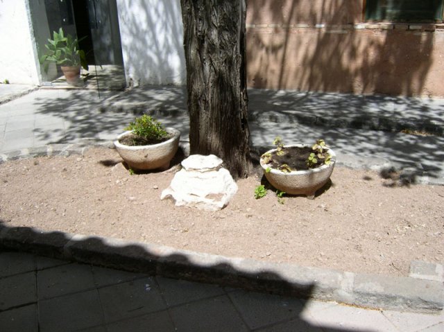 patiotraserofucares1